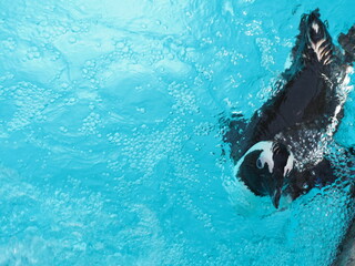 気持ちよさそうに泳ぐペンギン