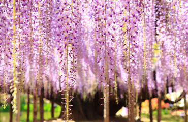 満開の藤の花　あしかがフラワーパーク