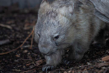 Close-up view of wombat walking on the ground.