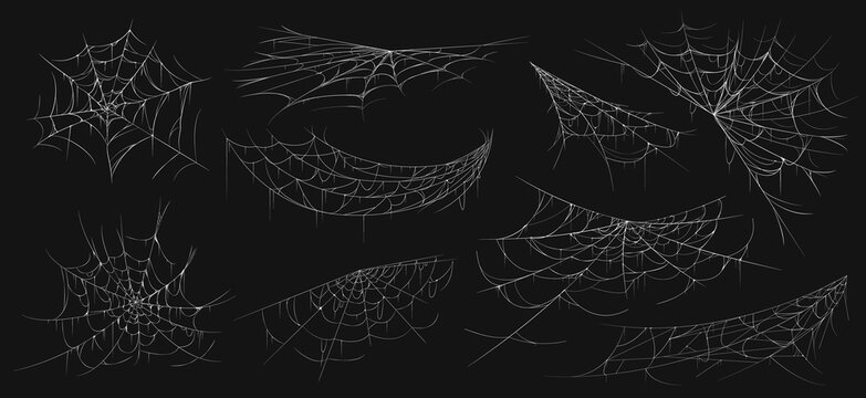 Realistic spider web. Scary cobwebs. Isolated insect nets. Halloween decoration line elements set. Arachnid nettings. Hanging white creepy spidery threads. Vector natural grid templates