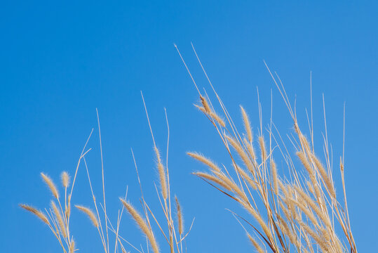 Close up Dried tall grasses with clear blue sky for nature concept idea