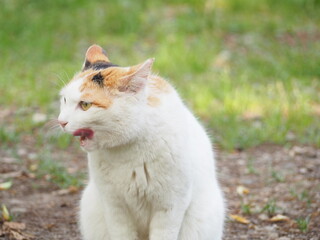 舌なめずりをする野良猫の横顔