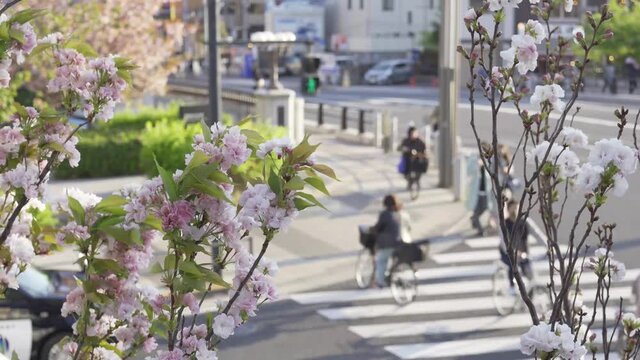 春の花　横断歩道を渡る人々　日本の街並み