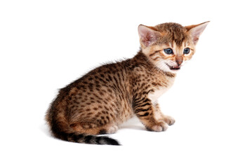 a gray striped purebred kitten sits on a white background