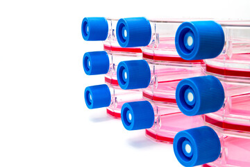 Tumor cells are cultivated in flask dishes containing growth media