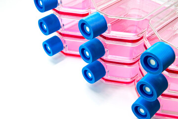 Tumor cells are cultivated in flask dishes containing growth media