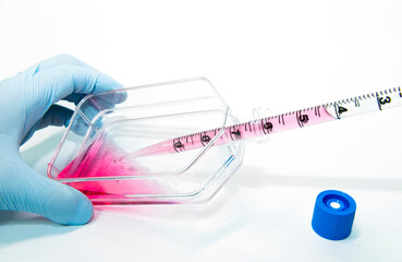 Scientist subculture mammalian cells in flask dish by pipetting for cell proliferation