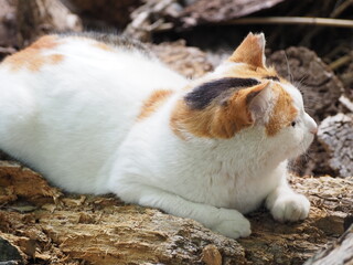倒木の上で休憩する野良猫