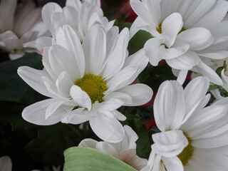 White chrysanthemums on a light background. A bouquet of delicate flowers as a gift. Cultivation of white chrysanthemums. Elegant bouquet for a gift card. Background for design and lettering.