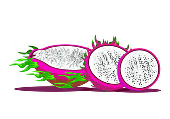 Obraz na płótnie Canvas fresh dragon fruit illustration vector drawing