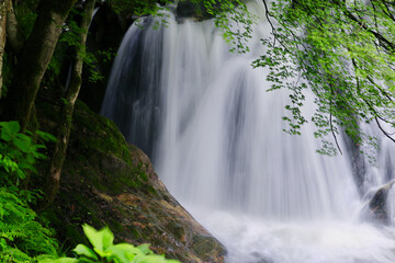 Obraz premium 江竜田の滝（福島県・鮫川村）
