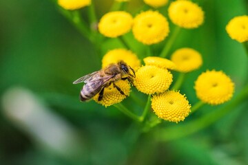 Biene sammelt Blütenpollen Blumen Nektar Sommer Sonne Insekten fleißiges Bienchen Honigbiene bei der Arbeit Super Close Up Makro Bokeh dekorativ Leinwandmotiv Natur - 439064820