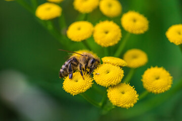 Biene sammelt Blütenpollen Blumen Nektar Sommer Sonne Insekten fleißiges Bienchen Honigbiene bei der Arbeit Super Close Up Makro Bokeh dekorativ Leinwandmotiv Natur - 439064850