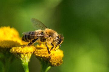 Biene im Profil Super Close Up Makro Portrait Honigbiene beim Pollen sammeln Blüten Nektar Sommer Sonne Bokeh Blumen - 439065009