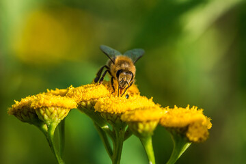 Biene frontal auf Blume Nektar sammeln © Stephan