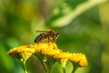 Biene auf Blume Nektar sammeln © Stephan
