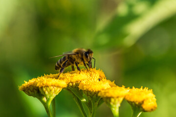 Biene sammelt Blütenpollen Blumen Nektar Sommer Sonne Insekten fleißiges Bienchen Honigbiene bei der Arbeit Super Close Up Makro Bokeh dekorativ Leinwandmotiv Natur - 439065054