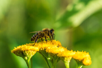 Biene im Profil Super Close Up Makro Portrait Honigbiene beim Pollen sammeln Blüten Nektar Sommer Sonne Bokeh Blumen - 439065071