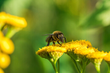 Biene sammelt Blütenpollen Blumen Nektar Sommer Sonne Insekten fleißiges Bienchen Honigbiene bei der Arbeit Super Close Up Makro Bokeh dekorativ Leinwandmotiv Natur - 439065089