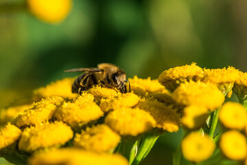 Biene sammelt Blütenpollen Blumen Nektar Sommer Sonne Insekten fleißiges Bienchen Honigbiene bei der Arbeit Super Close Up Makro Bokeh - 439065225