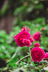 red roses bushes close up