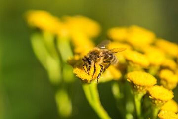 Biene sammelt Pollen Nektar Blüten Blumen im Sommer  Honigbiene Artenschutz Rettet die Bienen Super Close Up Makro Portrait - 439065451