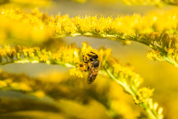 Biene sammelt Pollen Nektar Blüten Blumen im Sommer  Honigbiene Artenschutz Rettet die Bienen Super Close Up Makro Portrait - 439065476