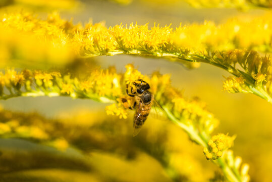 Biene sammelt Pollen Nektar Blüten Blumen im Sommer  Honigbiene Artenschutz Rettet die Bienen Super Close Up Makro Portrait