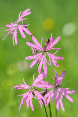 Closeup of a pink ragged-robin flower (Silene flos-cuculi). Light green meadow bokeh in background.