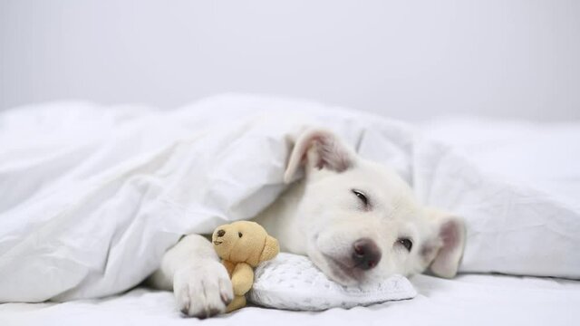Puppy sleeps on pillow under warm blanket on the bed at home and hugs favorite toy bear