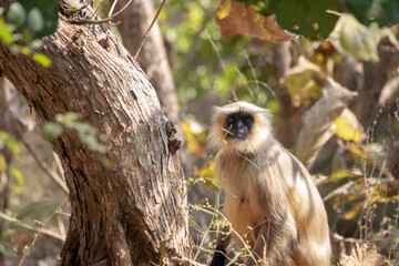 indian langoor