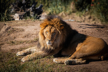 Sleepy lion sitting on the ground.