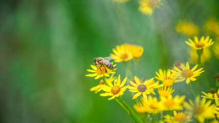 Biene Honigbiene Sommer Sonne Blumen Wiese Super Close Up Makro fleißiges Bienchen - 439066212