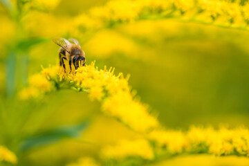 Biene Honigbiene Sommer Sonne Blumen Wiese Super Close Up Makro fleißiges Bienchen - 439066257