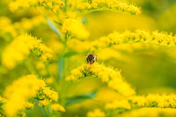 Biene Honigbiene Sommer Sonne Blumen Wiese Super Close Up Makro fleißiges Bienchen - 439066276