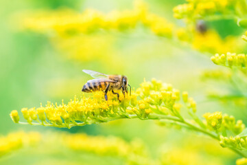 Biene Honigbiene Sommer Sonne Blumen Wiese Super Close Up Makro fleißiges Bienchen - 439066460