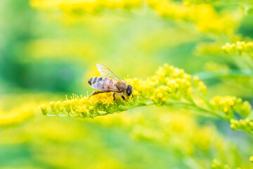 Biene Honigbiene Sommer Sonne Blumen Wiese Super Close Up Makro fleißiges Bienchen - 439066472
