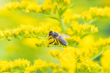Biene Honigbiene Sommer Sonne Blumen Wiese Super Close Up Makro fleißiges Bienchen - 439066482