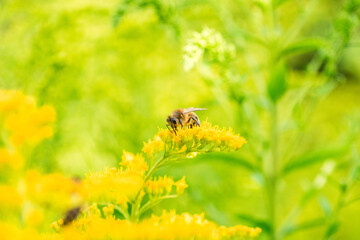 Biene Honigbiene Sommer Sonne Blumen Wiese Super Close Up Makro fleißiges Bienchen - 439066623