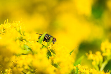 Fly Insect on Flower Close Up Portrait Makro Bokeh Nature - 439066649