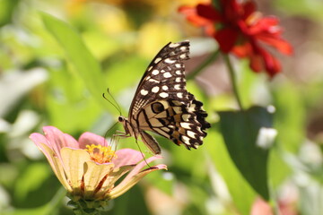butterfly on flower