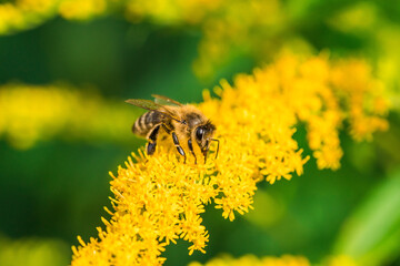 Biene Honigbiene Sommer Sonne Blumen Wiese Super Close Up Makro fleißiges Bienchen - 439066690