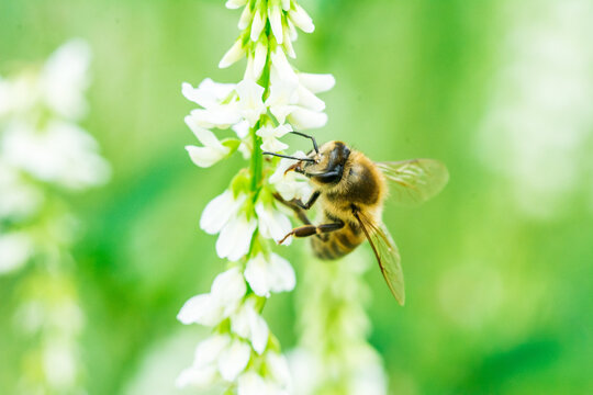 Biene auf Blume Honigbiene flottes Bienchen flei&szlig;ig Pollen sammeln Nektar Super Close Up Makro