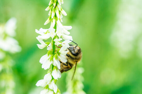 Biene auf Blume Honigbiene flottes Bienchen flei&szlig;ig Pollen sammeln Nektar Super Close Up Makro