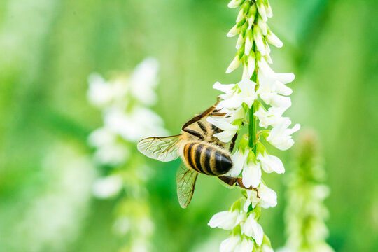 Biene auf Blume Honigbiene flottes Bienchen flei&szlig;ig Pollen sammeln Nektar Super Close Up Makro