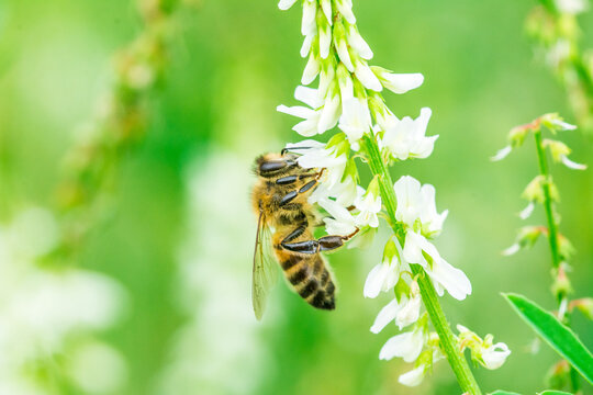 Biene auf Blume Honigbiene flottes Bienchen flei&szlig;ig Pollen sammeln Nektar Super Close Up Makro