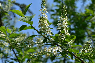 Beautiful branch of blooming cherry tree close-up