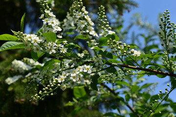 Beautiful branch of blooming cherry tree close-up