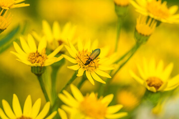 Käfer auf Blume Sommer Sonne Gelb Wiese Blühen