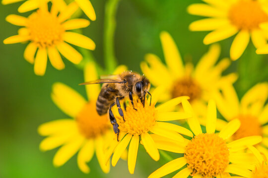 Biene auf Blume Honigbiene flottes Bienchen flei&szlig;ig Pollen sammeln Nektar Super Close Up Makro